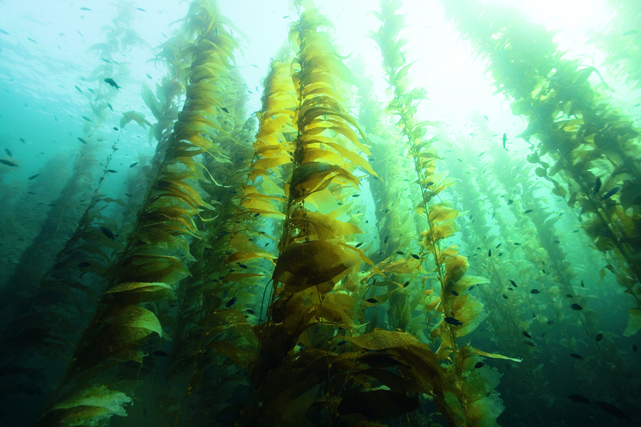 Forêt sous-marine de kelps, île San Clemente, Californie, États-Unis. Les kelps servent de refuge à de nombreuses espèces.