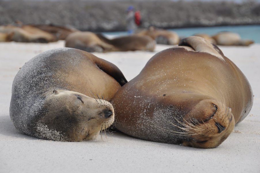 Galapagos