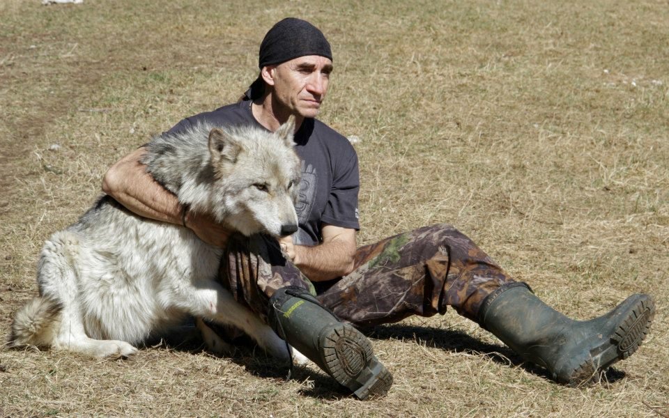 Gilles Granal et un de ses loups du parc Mahikan - Girardville, Québec, Canada