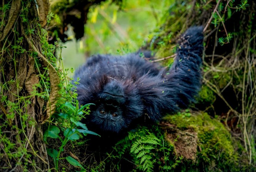 Gorilles - Rwanda