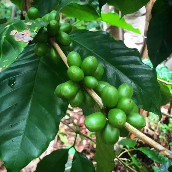 Grains de café - Sur la route du café en Haïti, au coeur de la communauté de Fonds Jean-Noël