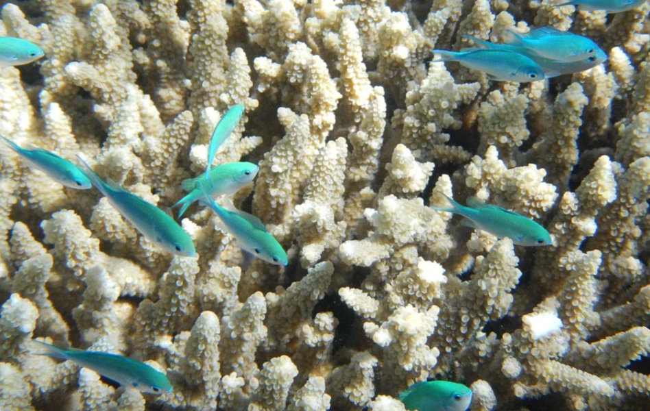 Grande Barrière de corail 3