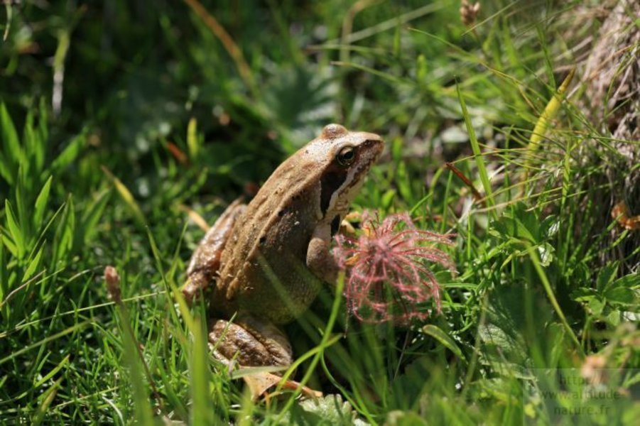 Grenouille agile
