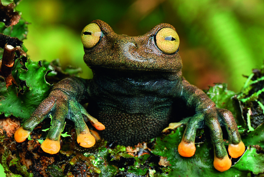 Grenouille (Hyloscirtus lindae), Colombie. Les ventouses situées au bout des doigts des grenouilles arboricoles leur permettent de grimper facilement sur les arbres.