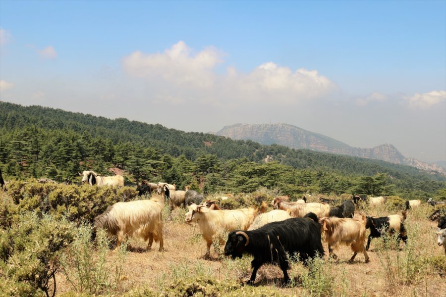 Hadath el Jebbe - Liban