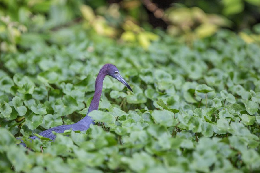 Héron Parc de Tortuguero