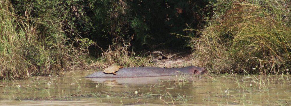 Hippo et sa tortue sur le dos - Parc National de la Pendjari - Bénin 
