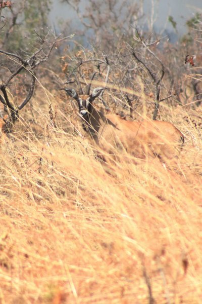 Hippotrague - Parc National de la Pendjari - Bénin 
