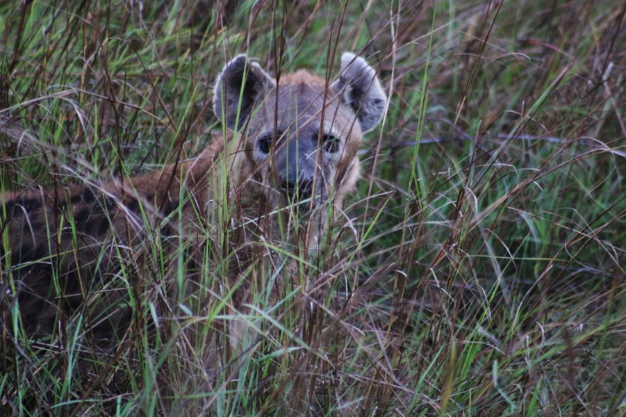 Hyène - Parc National de la Pendjari - Bénin 