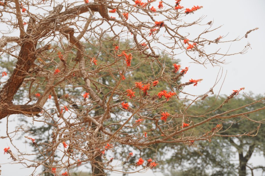 ICD - Afrique