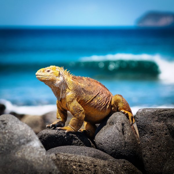 Iguane - Circuit Equateur - Galapagos