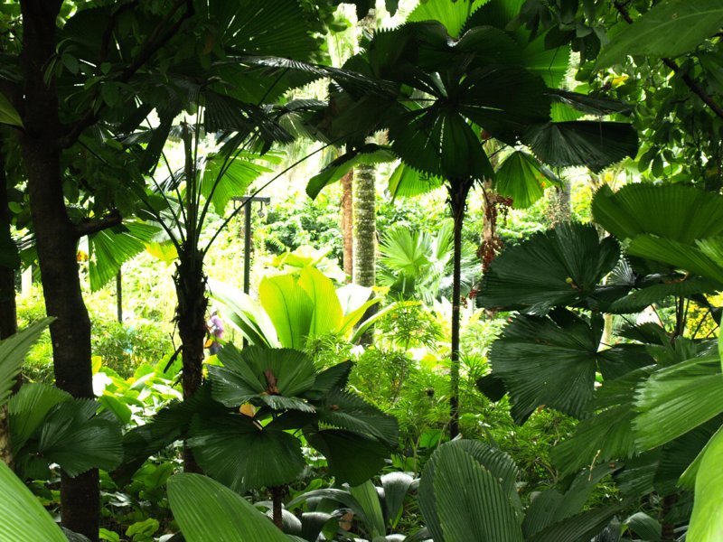 Jardin National des Orchidées (Orchid National Garden) de Singapour