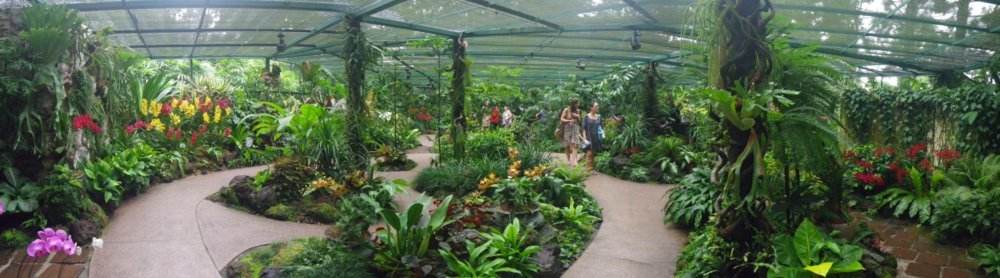 Jardin National des Orchidées (Orchid National Garden) de Singapour