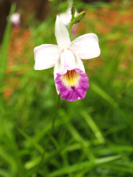 Jardin National des Orchidées (Orchid National Garden) de Singapour