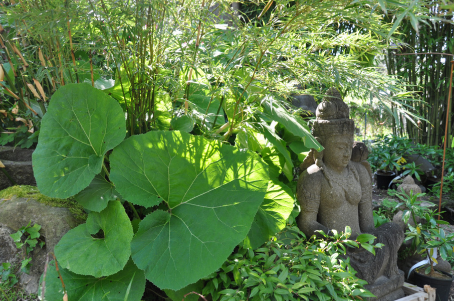 Jardinerie de Curiosités Taffin - Montmorency, Val-d'Oise - France