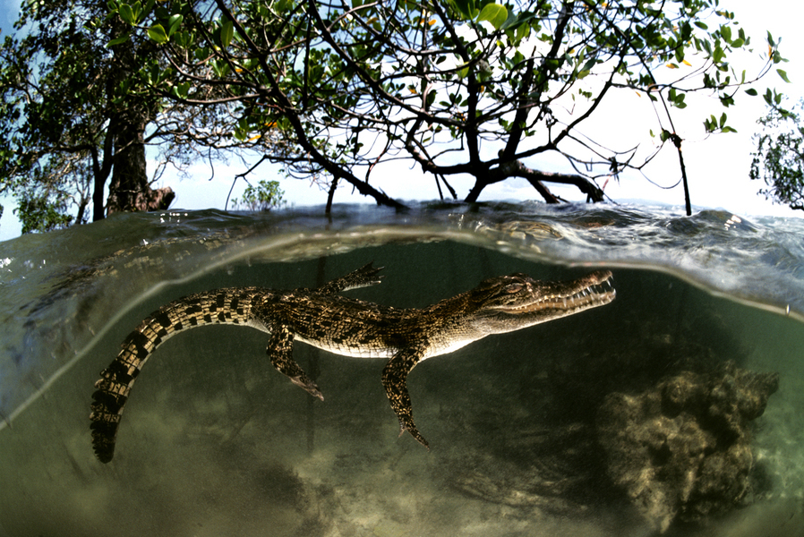 Jeune crocodile de mer (Crocodylus porosus) dans une mangrove, Indonésie. Plus grand membre de la famille des crocodiles, le crocodile marin est aussi celui qui s’est le mieux adapté aux milieux marins salés.