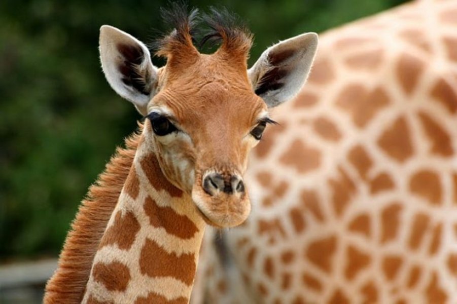 Jeune girafe