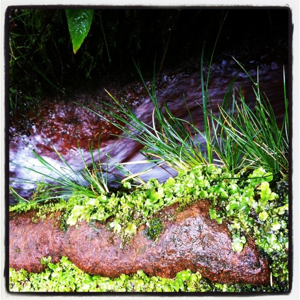 L'eau ruisselle dans la levada de la forêt de lauriers (laurisilva), parc des Queimadas