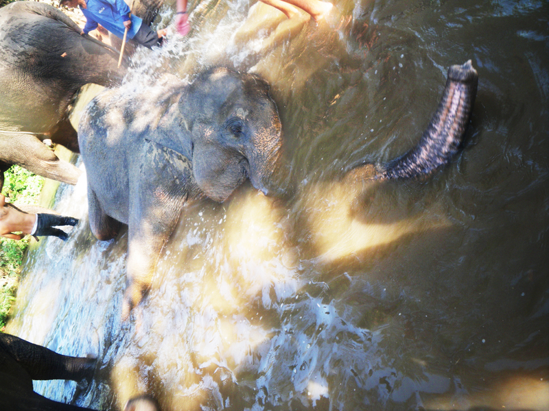 L'heure du bain pour les éléphants, et ils adorent ça !