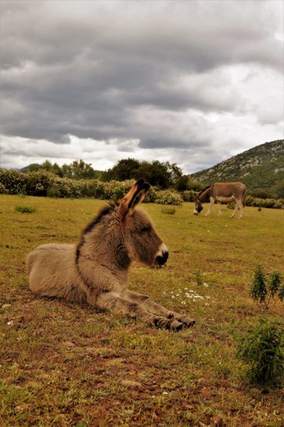 La Sardaigne entre côtes et montagnes