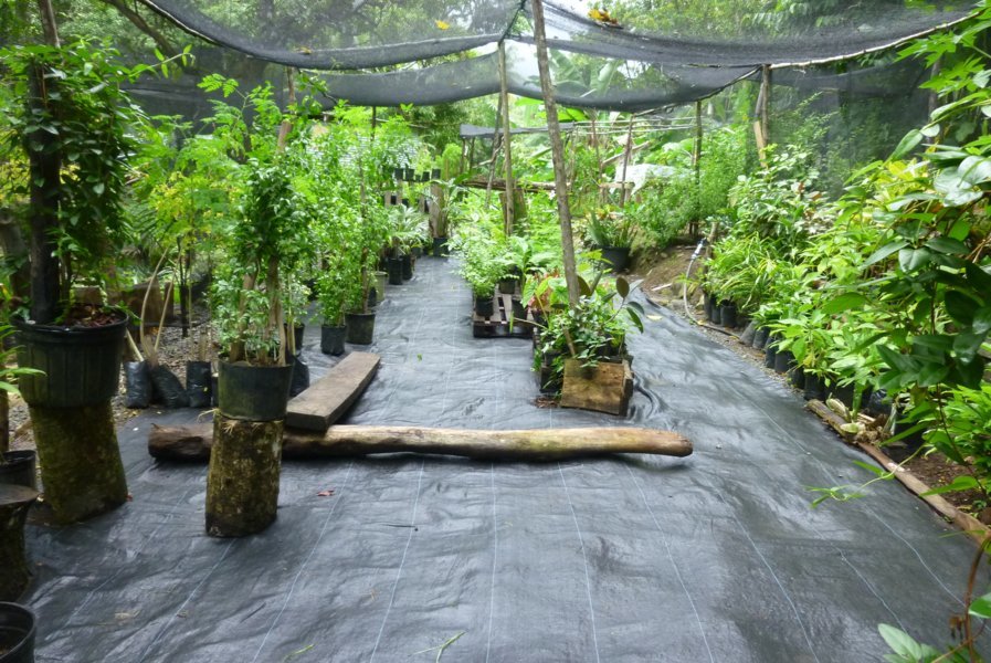 Le Citrus Creek Plantation : se sentir comme à la maison au coeur de la Dominique