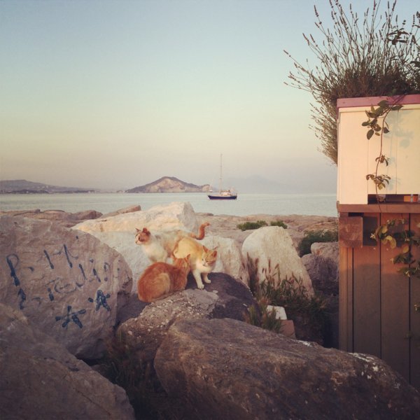 Les chats de Marina Grande - Procida, Baie de Naples, Italie - Mai 2014