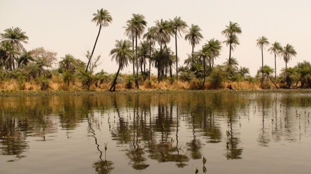 Les fleuves Siné et Saloum ne font plus qu'un - Dans le delta du Siné Saloum - Sénégal