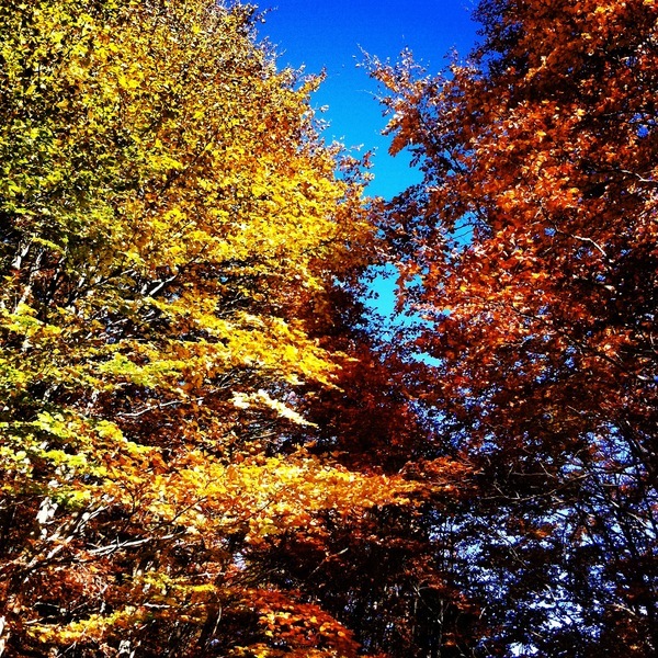 Les forêts de hêtres rougeoient à l'automne, une période idéale pour découvrir les Abruzzes - Italie