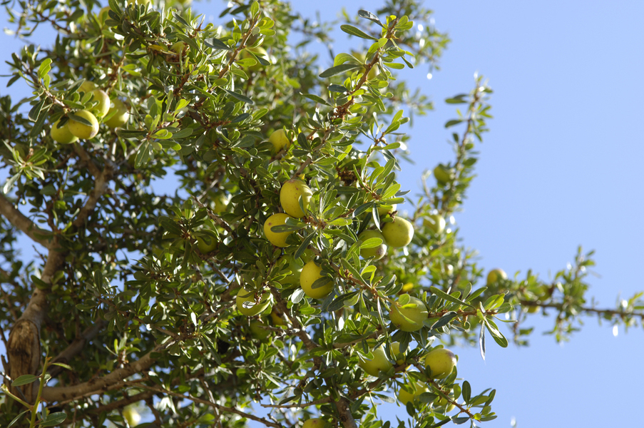 Les fruits de l'arganier, Coopérative Ajddigue, commune de Tidzi, Maroc