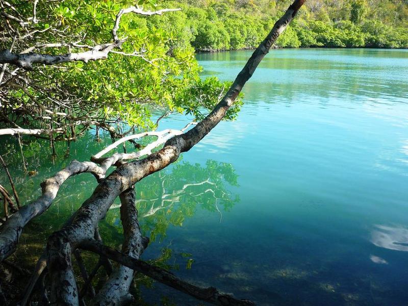 Les kayaks permettent d'explorer la mangrove