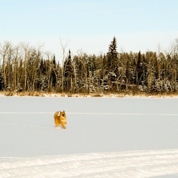 Les oreilles au vent - L'hiver au Falcon Trails Resort, Manitoba - Canada