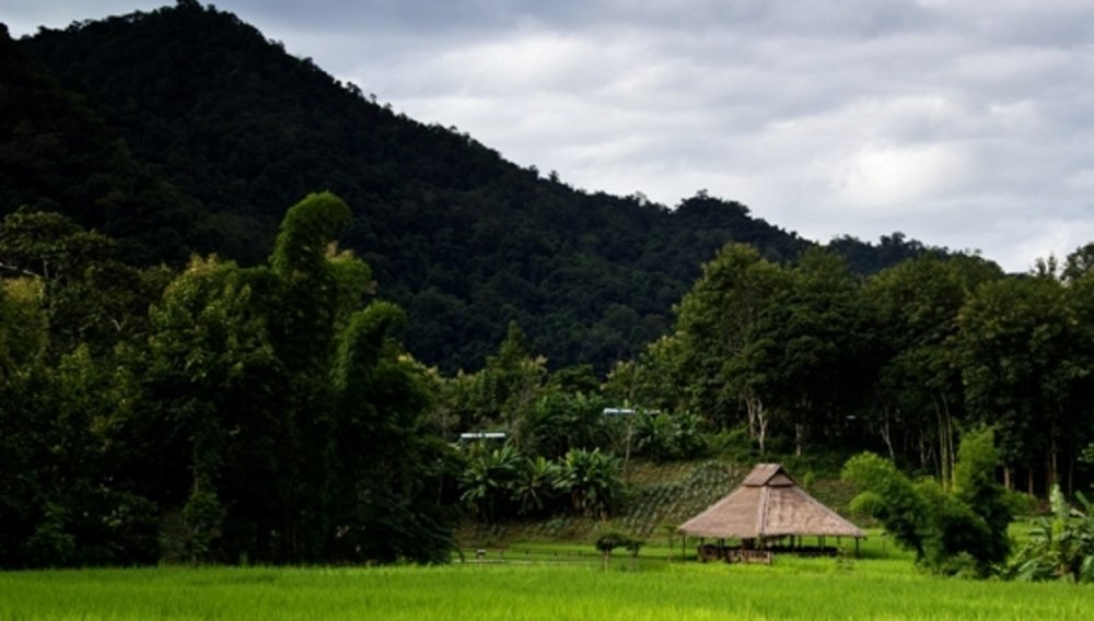 Les paysages de rizières dans lesquels se fond le Kamu Lodge