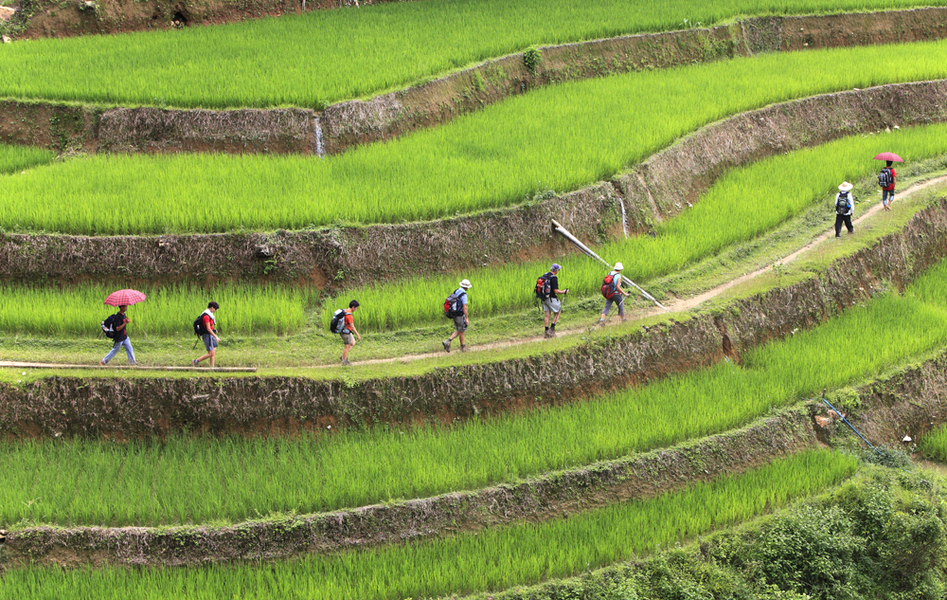 Les rizières émeraudes du Vietnam