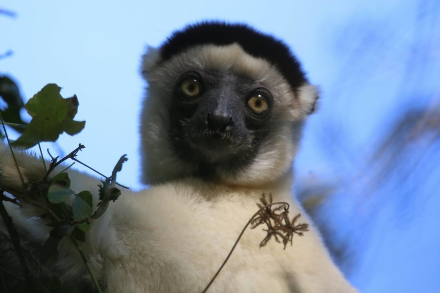 Madagascar à vivre avec l'agence "Rencontre avec Dago"