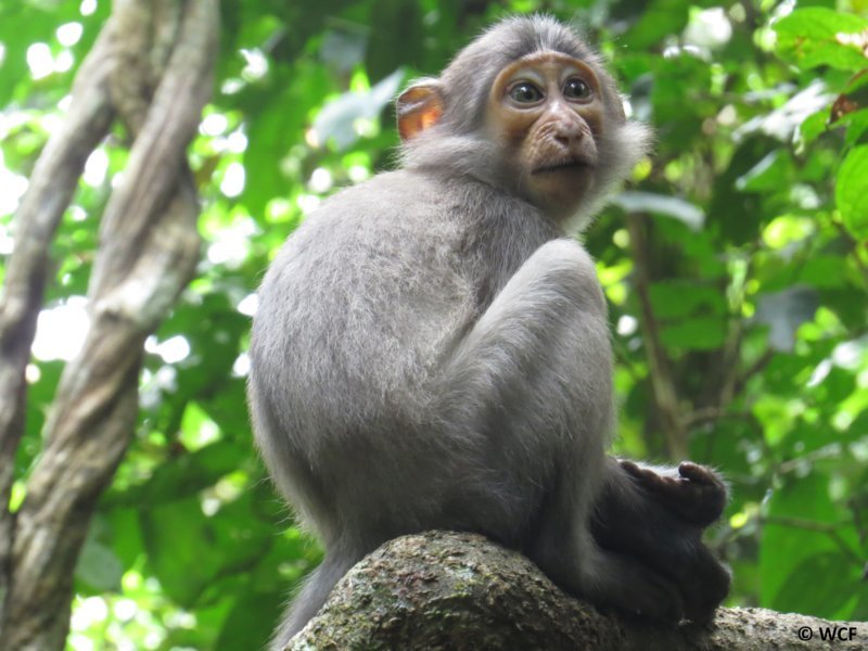 Mangabeys - Parc National de Taï