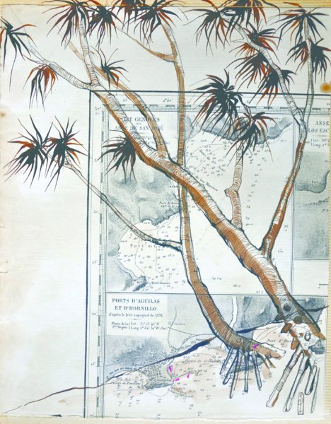 Mangrove au Vanuatu