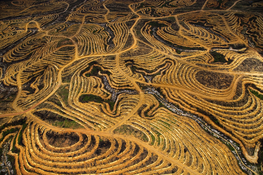 Nouvelle plantation de palmiers à huile près de Pundu, Bornéo, Indonésie. Sur l’île de Bornéo comme sur celle de Sumatra, des forêts entières sont déboisées et converties en plantations de palmiers à huile.