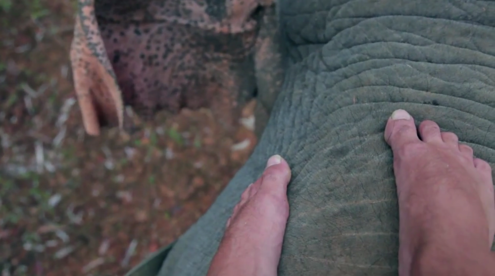 Nyko de PK16 Studio sur le dos d'un gros pachyderme à Koh Chang, Thaïlande