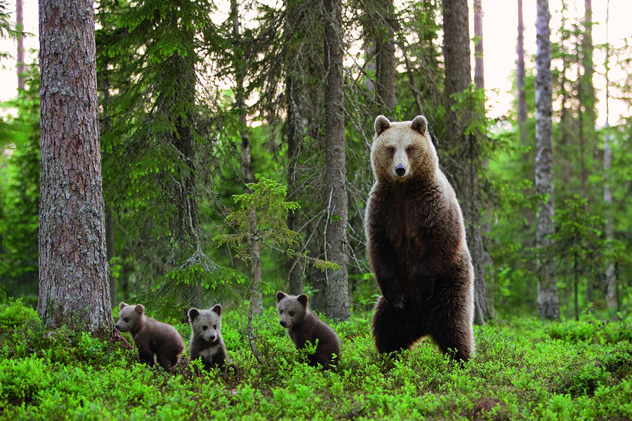 Ourse et trois oursons, Finlande. En Finlande, certains tour-opérateurs proposent aux touristes d’aller observer l’un des symboles de la nation finnoise, l’ours brun.