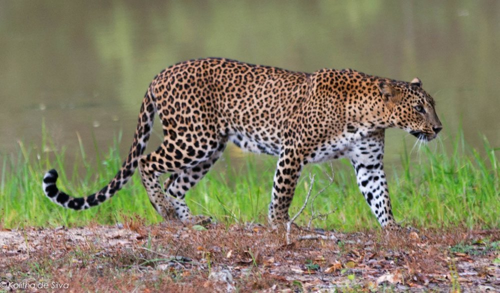 Panthère de Ceylan - Sri Lanka