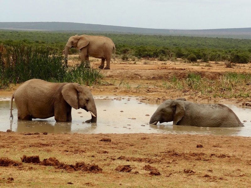 Parc national Addo Elephant