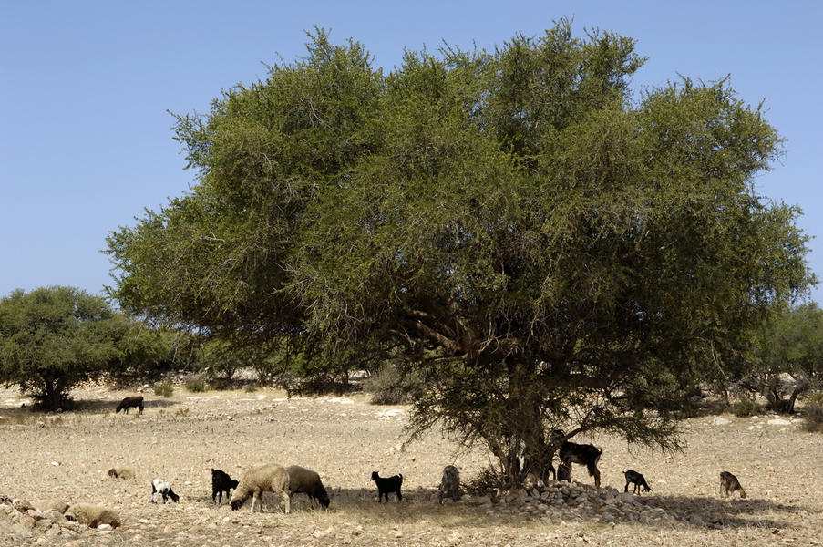 Paysage aride, typique du sud-ouest du Maroc avec ses arganiers, ses moutons et ses chèvres, Coopérative Ajddigue, commune de Tidzi, Maroc
