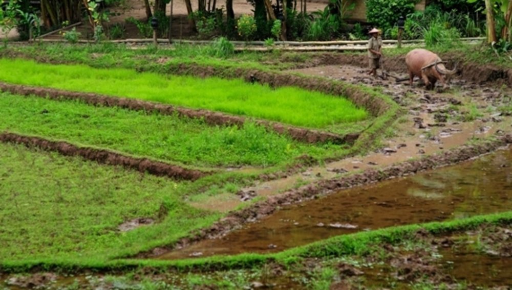 Paysan dans une rizière aux abords du Kamu Lodge, Laos
