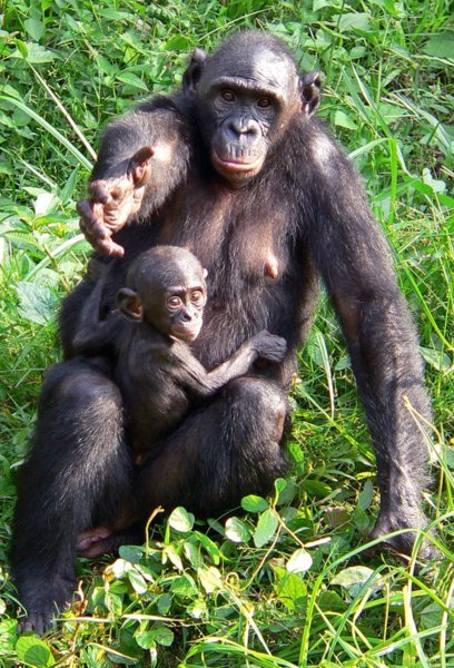 Photo du film BONOBOS