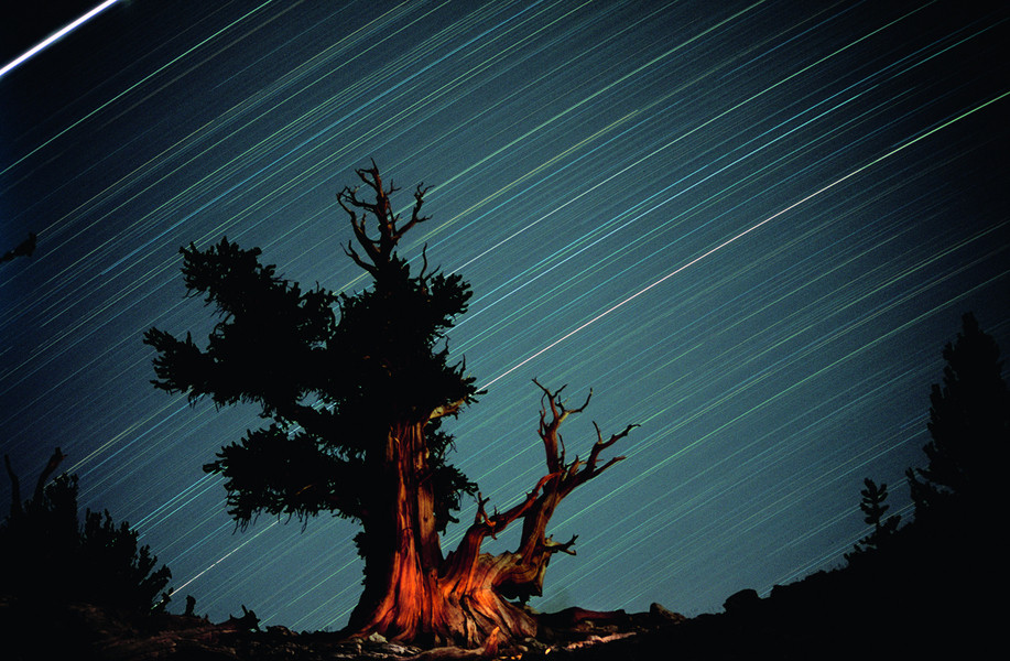 Pin bristlecone (Pinus longaeva), forêt nationale d’Inyo, Californie, États-Unis - Avec leur tronc tordu caractéristique, les pins bristlecone font partie des êtres vivants les plus vieux du monde.