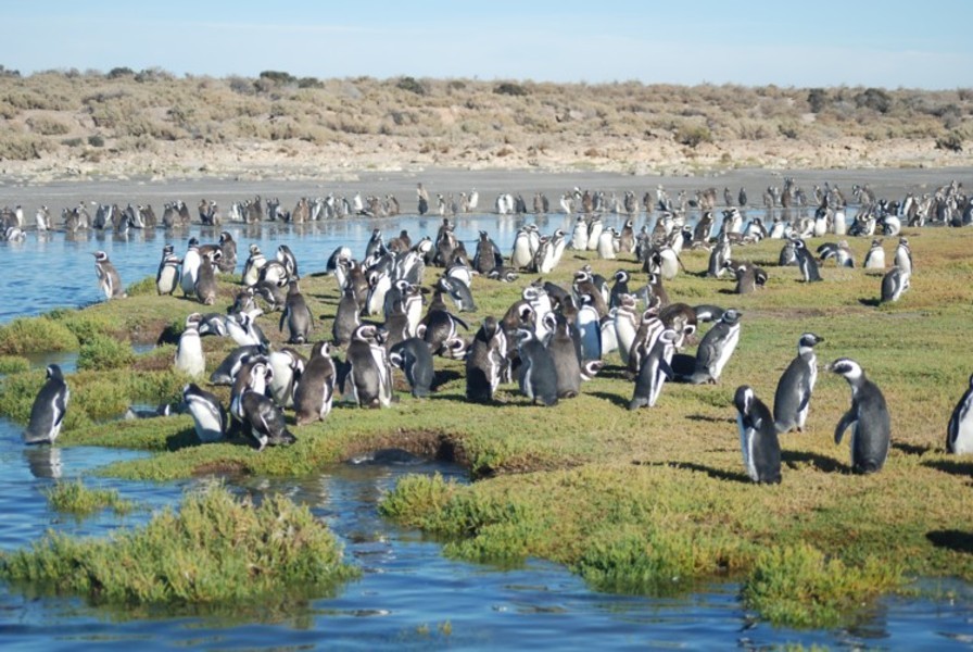 Pingouins - Bahia Bustamante