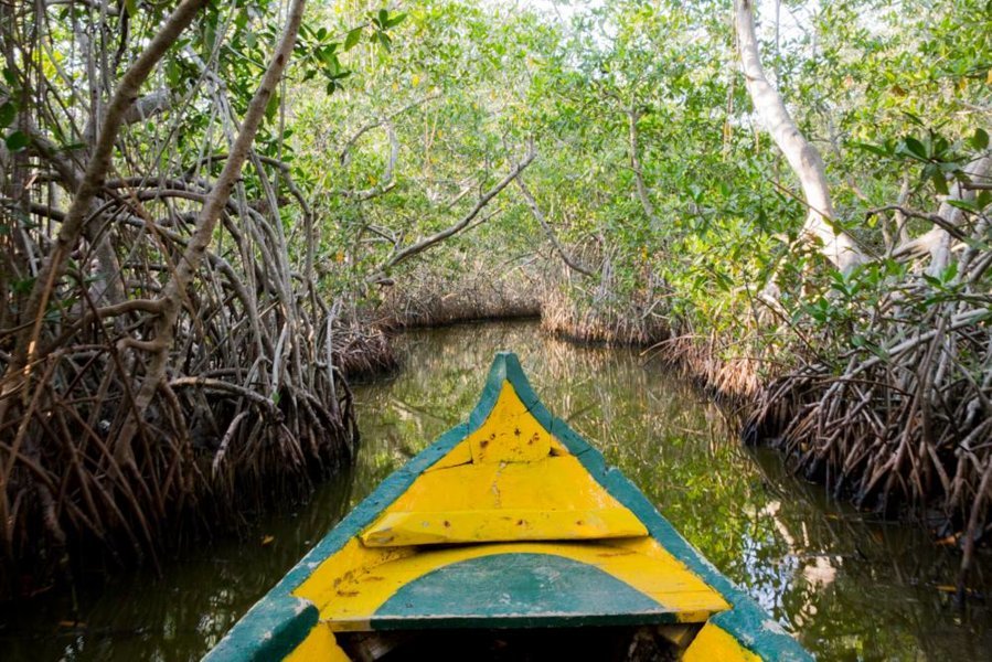 Pirogue au coeur de la mangrove de La Boquilla - La Colombie avec "Aventure Colombia"