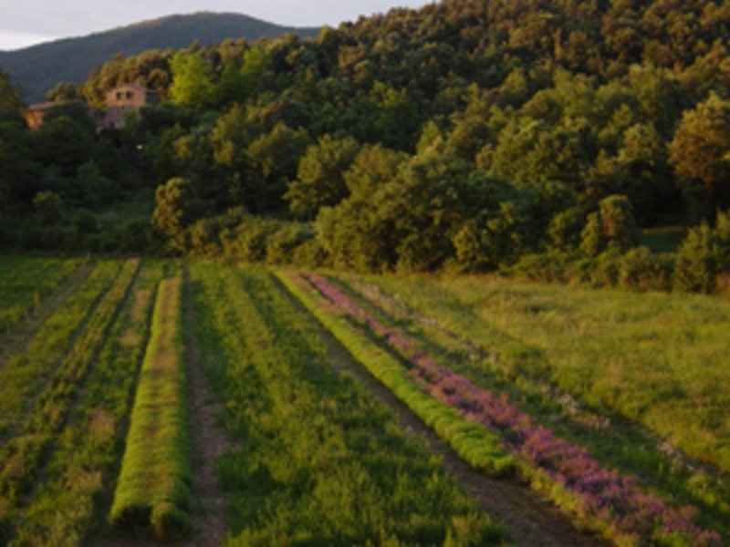 Potager biologique, Centre Ecològic Llémena - Espagne