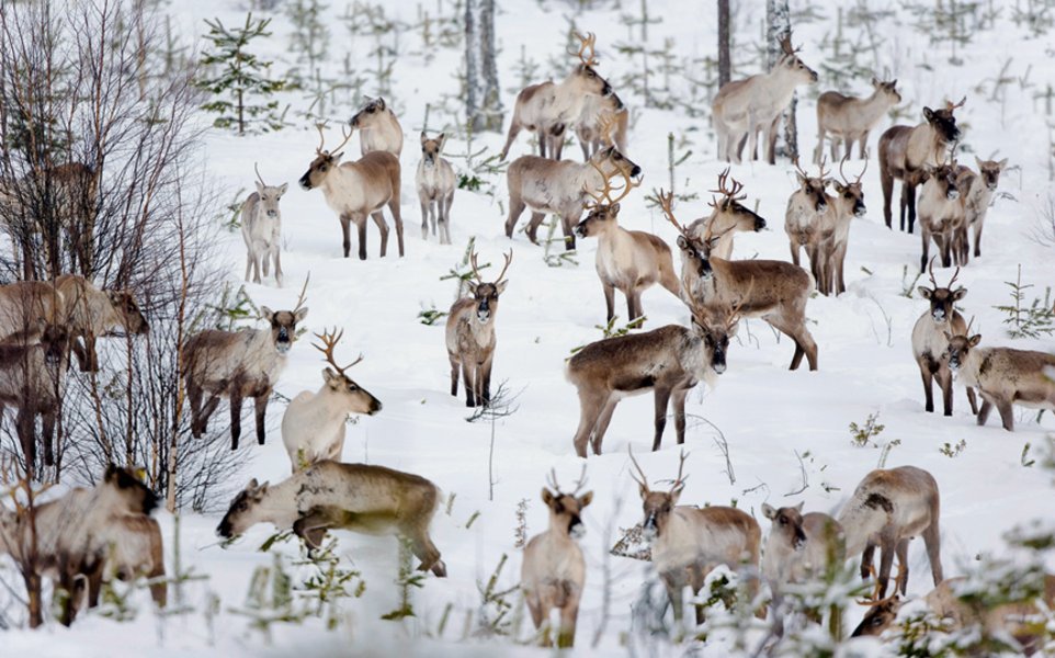 Rennes, Oulu, Finlande - Dans les pays scandinaves, les rennes sont laissés en liberté dans les forêts et ne sont rassemblés qu'en de rares occasions. 