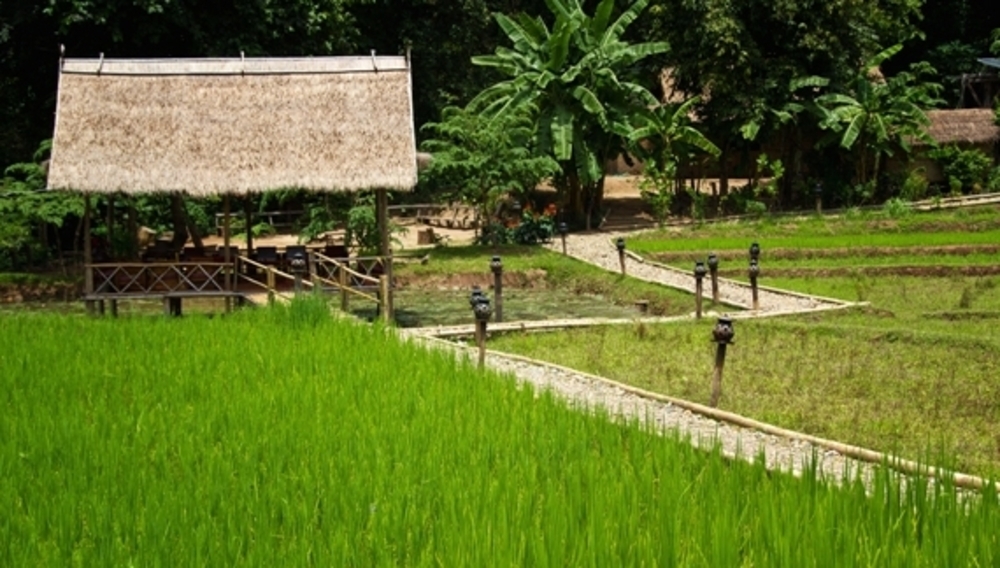 Rizières, sentier, bananier et toit de chaume, Kamu Lodge, Laos